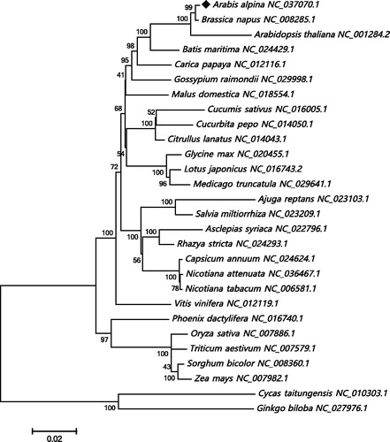 Figure 1. The neighbour-joining phylogenetic tree of 28 plant mt genomes based on 23 conserved mt genes. Bootstrap values are listed for each node. Accession numbers for tree construction are listed right to their scientific names.