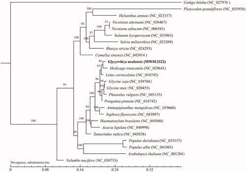 Figure 1. Maximum-likelihood (ML) tree based on the mitogenome sequence of Glycyrrhiza uralensis (MW013322) with 24 other species, the bootstrap supports are shown on each node.
