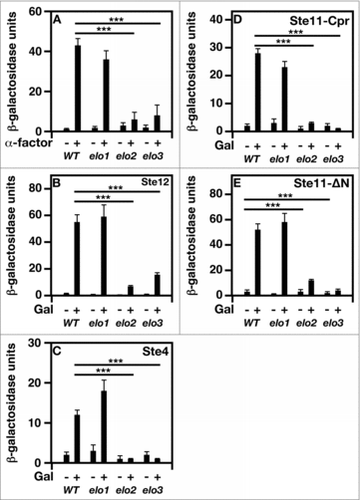 Figure 5. Bypassing the need for MAP kinase signaling does not suppress mating-specific gene expression defect of VLCFA elongation mutants. A FUS1 promoter-driven β-galactosidase reporter assay was used to examine transcriptional activity in the absence and presence of 20 μg/ml α-factor. Plasmid constructs containing the GAL1 promoter were used to overexpress Ste12, Ste4, Ste11ΔN, and Ste11-Cpr. Induction was performed using 2% galactose for 2 hr before addition of pheromone. n = 5; ***p < 0.0001.