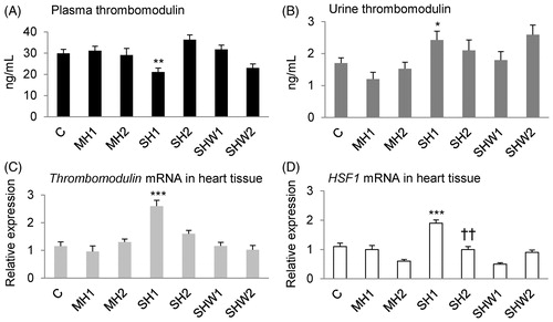 Figure 3. Rat thrombomodulin concentrations in plasma and urine, thrombomodulin and HSF1 mRNA expressions in heart tissue. Panel A: plasma thrombomodulin (ng/mL; n = 6–15 per group), panel B: urine thrombomodulin (ng/mL; n = 5–14 per group), panel C: relative cardiac thrombomodulin mRNA expression (n = 6–15 per group) and panel D: relative cardiac HSF1 mRNA expression (n = 6–15 per group); data are mean ± SEM; C, control; MH1, mild hypothermia 1; MH2, mild hypothermia 2; SH1, severe hypothermia 1; SH2, severe hypothermia 2; SHW1, severe hypothermia followed by rewarming at room temperature; SHW2, severe hypothermia followed by rewarming at + 28 °C; HSF1, heat shock transcription factor 1; *p < 0.05, **p < 0.01, ***p < 0.001 vs. MH1 (t-test); ††p < 0.01 vs. MH2 (t-test).