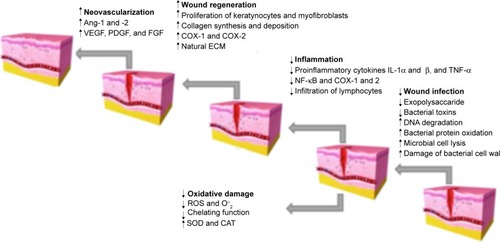 Figure 3 The role of natural nanoformulations in different stages of wound healing.Abbreviations: ECM, extracellular matrix; FGF, fibroblast growth factor; IL, interleukin; PDGF, platelet-derived growth factor; TNF, tumor necrosis factor; VEGF, vascular endothelial growth factor; ROS, reactive oxygen species; SOD, superoxide dismutase; CAT, catalase.