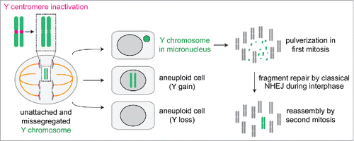 Figure 2. A catastrophic fate for centromere-inactivated Y chromosomes. Following centromere inactivation using the CENP-A replacement strategy, the Y chromosome fails to properly congress during metaphase and subsequently missegregates in anaphase to produce aneuploid daughter cells with loss, gains, or micronucleation of the Y chromosome. When sequestered in a micronucleus, the Y chromosome undergoes extensive fragmentation in the next mitosis. The resulting fragments incorporate back into the nucleus for subsequent re-ligation by classical non-homologous end joining during interphase.