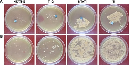 Figure 3 Results of microbiological evaluation in four groups on day 42. (A) Bacterial colony formation of implants on agar plates. (B) Bacterial colony formation of bone tissues on agar plates.Abbreviations: NTATi-G, nanotubular anodized titanium coated with gentamicin; Ti-G, titanium coated with gentamicin; NTATi, nanotubular anodized titanium uncoated with gentamicin; Ti, titanium uncoated with gentamicin.