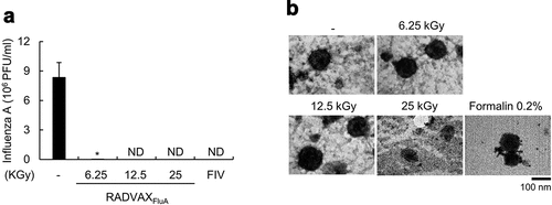 Figure 1. Inactivation of influenza virus using gamma-irradiation. (a, b) CA0409 (1.5 × 106 TCID50/ml) were exposed to 6.25, 12.5, or 25 kGy of gamma-irradiation at room temperature, or incubated with 0.2% (v/v) formalin at 4°C, followed by plaque assay to determine the infectivity of inactivated CA0409 (a) or transmission electron microscopy (TEM) analysis to observe morphological changes of virus (b). Data expressed in bar graph are the mean values ± SD of triplicate samples. *P < .05 compared to the non-treated group. ND, not detected