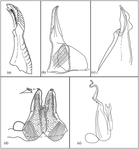 Figure 4. (a) Spelaeoniscus debrugei Racovitza, Citation1907. Apex of the first male pleopod endopodite (redrawn from Racovitza Citation1908); (b) Spelaeoniscus sahariensis Paulian De Felice, Citation1942. First male pleopod (redrawn from Vandel Citation1959); (c) Spelaeoniscus orientalis Vandel, Citation1959. Apex of the first male pleopod endopodite (redrawn from Vandel Citation1959); (d) Spelaeoniscus kabylicola Vandel, Citation1948. First male pleopods (redrawn from Vandel Citation1948); (e) Spelaeoniscus coiffaiti Vandel, Citation1961. First male pleopod (redrawn from Montesanto et al. Citation2011).