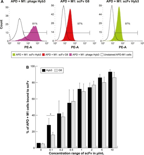 Figure 2 scFv G8 and Hyb3 specifically recognize M1/A1 on cells.Notes: Flow cytometry of HLA-A1+ B cells (APD) with or without MAGE A1 peptide with scFv G8 or Hyb3. (A) Histograms showing binding of scFv G8 and Hyb3 at a concentration of 10 µg/mL to APD cells pulsed with peptide MAGE A1. Phage Hyb3 (purple) were used as a positive control for binding to APD cells, APD + peptide incubated with scFv G8 at a concentration of 10 µg/mL (red), APD + peptide incubated with scFv Hyb3 at a concentration of 10 µg/mL (green), and the solid line represents APD cells without peptide as a control. (B) Binding of scFv G8 and Hyb3 at concentrations ranging from 0.1 to 10 µg/mL to APD cells. The data are represented as mean of n=3 with standard deviation. *P<0.05.Abbreviations: scFv, single-chain variable fragment; M1/A1, MAGE A1 presented by HLA-A1; MAGE A1, Melanoma AntiGEn A1; HLA-A1, human leukocyte antigen A1.