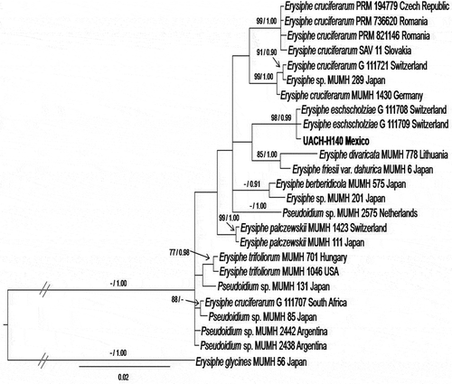 Fig. 3 Bayesian tree based on combined internal transcribed spacer (ITS) region and 28S rRNA gene sequences. The isolate UACH-140 of powdery mildew obtained from Eschscholzia californica in this study is shown in bold type. Bootstrap values by the Maximum parsimony method and probabilities by the Bayesian analysis are shown on the respective branches. Bootstrap values below 70% and posterior probabilities below 0.90 are not shown. The sequences of Erysiphe glycines MUMH-56 were used as an outgroup.