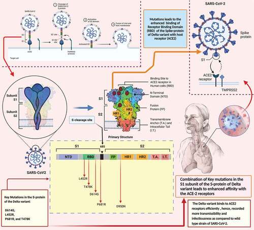 Figure 2. A schematic representation of the mutations in the Spike protein (S-protein) of Delta B.1.617.2 variant. The combination of mutations induces a conformational changes in the S-protein which leads to the substantial increase in the affinity of S-protein to the ACE2 receptors. The increased affinity between the S-protein and ACE2 receptors is a key factor in increased transmission and severity of the Delta variant.