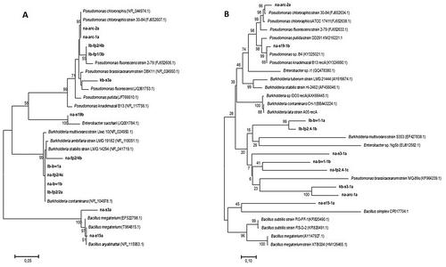 Figure 4. Phylogenetic tree of PGPR stains in this study and reference strains from the NCBI data base library based on nucleotide analysis of the 16S ribosomal RNA gene (a) and nucleotide sequence analysis of DNA recombinase A (recA) gene (b). The evolutionary history was inferred using the Maximum Likelihood (ML) and the Neighbour Joining (NJ) methods, respectively, and the percentage of replicate trees in which the associated taxa clustered together in the bootstrap test (1000 replicates) is shown next to the branches. The evolutionary distances were computed using the Jukes-Cantor method. The tree is drawn to scale and are in the units of the number of base substitutions per site. The Evolutionary analyses were conducted in MEGA7.