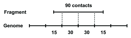 Figure 14. Proportional assignment of chromosomal contacts. The fragment shown covers half of bins on both ends and two entire bins in the middle. Numbers labeled below bins indicate the number of interactions assigned to each segment.