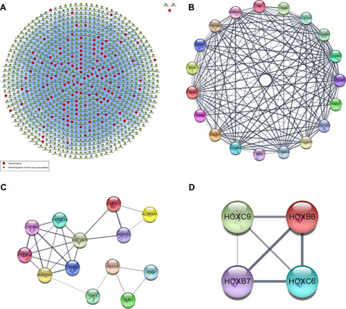 Figure 4 (A) Interaction network of the 340 DEGs and their neighboring genes. Red represents selected genes, and greed represents interacting genes. (B–D) The top 3 significant clusters of modules.