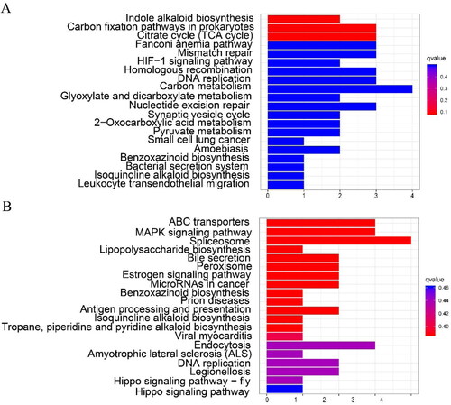 Figure 6. Enrichment analysis of DEGs KEGG. TP (A) and WT (B) KEGG enrichment analysis.