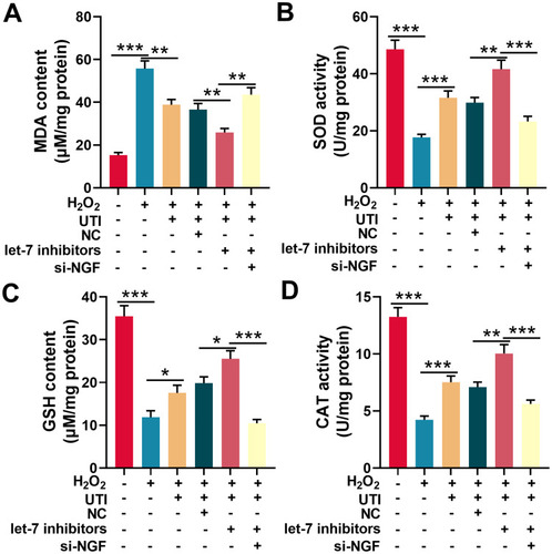 Figure 6 UTI repressed oxidative stress of Schwann cells induced by H2O2. MDA level (A), SOD activity (B), GSH level (C) and CAT activity (D) were detected with corresponding kit respectively after Schwann cells were incubated with H2O2. *P < 0.05, **P < 0.01, and ***P < 0.001.