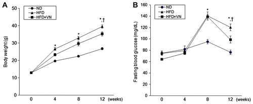 Fig. 1. Effects of the VN extract on body weight and blood glucose in HFD-fed mice.Notes: (A) Body weight. The HFD-fed mice with VN had significantly lower body weight than the HFD-fed mice after 12 weeks. (B) Blood glucose. During the final 4 weeks, the HFD-fed mice with VN had significantly lower fasting blood glucose levels than the HFD-fed mice. Data (n = 10 mice per group) are presented as the mean ± SEM.*p < 0.05 vs. ND mice; †p < 0.05 vs. HFD mice.
