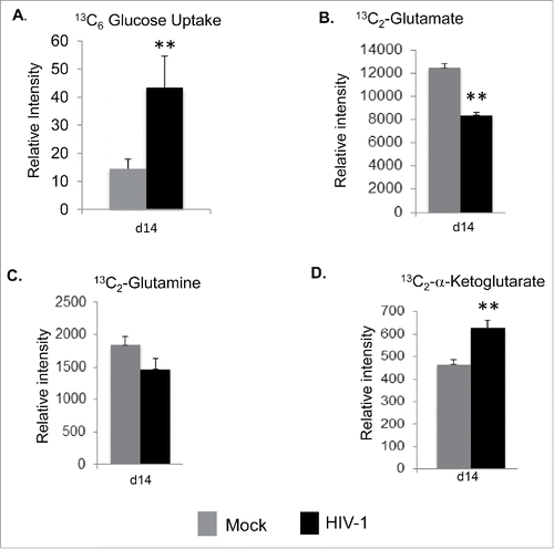 Figure 7. Increase in glucose uptake and glutamate metabolite secretion in HIV-1 infected macrophages. (A) Glucose uptake in HIV-1 infected and mock infected MDMs on day 14 after infection. The intracellular levels of heavy isotope 13C6-glucose were measured by a specific MRM method after inhibition of the glycolytic pathway with 2FDG. The relative intensity of 13C6-glucose levels is shown in mock and HIV-1 infected MDMs. (B, C, and D) Stable heavy isotope of 13C2-glutamate, 13C2-glutamine and 13C2-α-Ketoglutarate were detected and measured in the culture media supernatant 2 h after 13C6-glucose incubation by using a specific MRM method in HIV-1 infected MDMs 14 d after infection. All data are expressed as means ± SD. Significant p-values are noted as * for less than 0.05 and ** for less than 0.01.