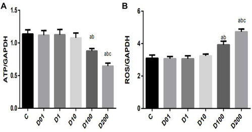 Figure 4 High concentrations of DEX reduce neuronal ATP and increase ROS levels.