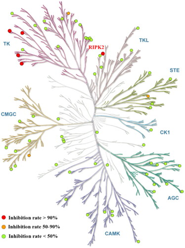 Figure 4. Compound 14 selectivity is represented in a dendrogram view of the human kinome phylogenetic treeCitation25. Red: >90% inhibition (5 kinase). Orange: 50 − 90% inhibition (3 kinases). Green: <50% inhibition. RIP2 kinase (red) inhibited by 97%.