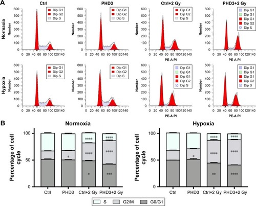 Figure 4 Effect of PHD3 and radiation on Mia-paca2 cell cycle distribution under normoxic or hypoxic conditions.