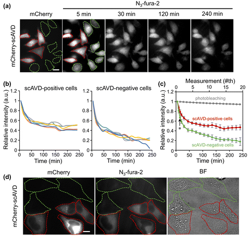 Figure 2. (a) Fluorescence images of HeLa cells transfected with mCherry-scAVD. Cells encircled with red and green dashed lines are cells overexpressing scAVD (scAVD-positive cells) and not overexpressing scAVD (scAVD-negative cells), respectively. Scale bar, 20 μm. (b) Fluorescence intensity changes of N3-fura-2 in scAVD-positive and scAVD-negative cells over 4 h. The fluorescence intensities of F387 were normalized to the first time point at t = 5 min. (c) Comparison of the average intensity of N3-fura-2 in scAVD-positive (red) and scAVD-negative (green) cells over 4 h (bottom axis). The photobleaching with the same exposure time was negligible (gray, top axis). Data are mean ± standard deviation (SD) (n = 5 in scAVD-positive and scAVD-negative cells; n = 8 in photobleaching test). Arrow points to t = 15 min. *, p = 0.004. (d) Fluorescence (left and middle) and bright-field (BF, right) images of HeLa cells fixed with methanol. Cells encircled with red and green dashed lines are cells overexpressing scAVD (scAVD-positive cells) and not overexpressing scAVD (scAVD-negative cells), respectively. Scale bar, 10 μm.