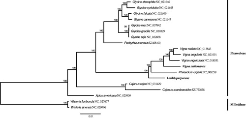 Figure 1. Maximum-likelihood tree based on the nucleotide sequences of 77 plastid protein-coding genes from 19 plastid genomes of Phaseoleae and Millettieae of Fabaceae.