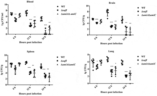 Figure 2. Colonization of WT, ΔsufI, and ΔamiAΔamiC strains in mouse.