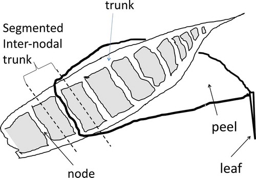 Figure 7 Schematic image of a bamboo sprout showing a trunk, segmented internodal trunk, node, peel and leaf.
