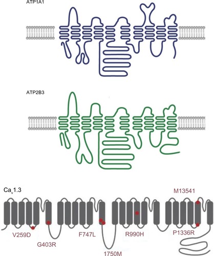 Figure 4 A schematic diagram of the structure of Na+/K+ ATPase subunit alpha 1 (upper panel, ATP1A1), Ca2+ ATPase 3 (middle panel, ATP2B3) and the alpha subunit of low-voltage activated calcium channel Cav1.3, with known mutations indicated by red circles (lower panel).