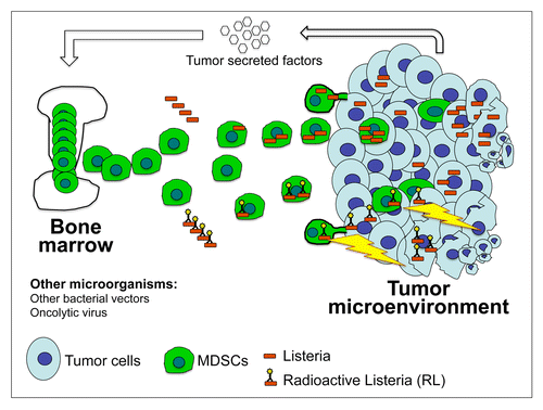 Figure 1. Myeloid-derived suppressor cells for the delivery of microorganisms or anticancer agents to the tumor microenvironment. Large numbers of myeloid-derived suppressor cells (MDSCs) are released from the bone marrow into the bloodstream of tumor-bearing hosts. MDSCs are attracted to the tumor microenvironment (TME), including primary neoplastic lesions and metastases, by cytokines and other chemoattractants. Upon infection, MDSCs can selectively deliver microorganisms such as an attenuated variant Listeria monocytogenes (Listeria), as such or coupled to a radionuclide (RL), to the TME, where these microorganisms can spread to tumor cells. In thus far, MDSCs attack cancer cells like bomb-loaded missiles. Malignant cells will also be killed through a “crossfire effect,” i.e., the process whereby 188Rhenium (188Re) atoms taken up by one cell upon infection by RL also kill non-infected neighboring cells. With help of MDSCs, RT promotes the accumulation of radionuclides in primary tumors and metastases, promoting a significant inhibition of tumor growth as well as the near-to-complete elimination of metastases in a mouse model of pancreatic cancer. Also oncolytic viruses have been selectively delivered to the TME with the help of MDSCs, resulting in a reduction of tumor burden. Additional bacterial vectors are currently under investigation for the delivery of anticancer agents to the TME. Such novel immunotherapeutic regimens have great potential for the treatment of metastatic tumors.
