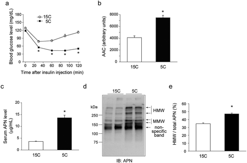 Figure 1. Effects of a low-protein diet on insulin sensitivity and circulating adiponectin (APN) in growing rats.Rats were fed either a 15% casein diet (15C) ad libitum for 14 days or a 5% casein diet (5C) that was pair-fed with the 15C group for 14 days. a, b: The result of insulin tolerance test (ITT). a: Change of blood glucose levels during the ITT. b: The area above the curve (AAC) from the ITT. Values are mean ± SEM (15C group; n = 9, 5C group; n = 10). *p< 0.05 vs. 15C-fed rats. c: Serum APN level. d, e: The APN oligomeric complexes in serum. d: A representative immunoblot. e: Quantification of immunoreactivity of high-molecular weight (HMW) form of APN per total APN. The results of densitometric scanning are expressed as arbitrary units. Values are mean ± SEM (15C group; n = 9, 5C group; n = 10). *p< 0.05 vs. 15C-fed rats