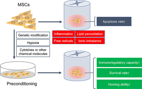 Figure 3 Preconditioning enhances the immunomodulatory ability and survival rate of MSCs in SCI. After SCI, the local harsh microenvironment causes a large amount of transplanted MSCs apoptosis. Various preconditioning strategies, including genetic modification, cytokines, hypoxia or other chemical molecules, can improve the immunomodulatory capacity, survival rate and homing ability of transplanted MSCs.