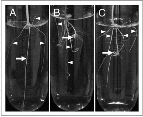 Figure 1 Light irradiation induces coiling of root tips in rice seedlings (Oryza sativa cv. Nipponbare). A rice seedling was grown in the dark (A), or in continuous white light (55 µole m−2 s−1) (B) for 7 d at 28°C. In (C), it was irradiated by white light for 24 h during the 48–72 h period after inducing germination, and kept in the dark again until the 7th day. Arrows and arrowheads indicate the seminal and crown roots, respectively. Seedlings were grown in glass tubes of 3-cm diameter.