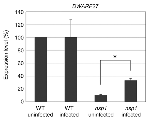 Figure 2.DWARF27 expression in wild-type (WT) and nsp1 roots during AM fungal infection. The DWARF27 transcript levels were analyzed 4 wk after inoculation with R. irregularis by qRT-PCR and are shown relative to that in uninfected WT plants. Error bars, SD (n = 3 or 4 biologically independent experiments). Asterisk indicates significant statistical difference (t test, P < 0.05).
