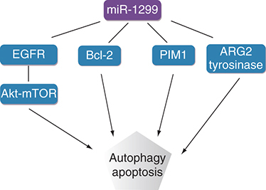 Figure 2. miR-1299 promotes autophagy and apoptosis of tumor cells by targeting EGFR-Akt-mTOR, Bcl-2, PIM1 and ARG2-tyrosinase.