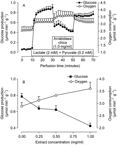 Figure 5.  Effects of the extract of Arrabidaea chica on metabolic fluxes in perfused livers isolated from fasted rats. (A) Time course of the changes caused by 1.0 mg/ml of extract in glucose production and oxygen uptake. Lactate (2 mM) and pyruvate (0.2 mM) were infused at 10–70 min and the extract at 30–50 min as indicated by the horizontal bars. (B) Concentration dependence of the effects of the A. chica extract on oxygen uptake and gluconeogenesis. The experimental protocol was the same described for A. Each data point is the mean ± SEM of four experiments.