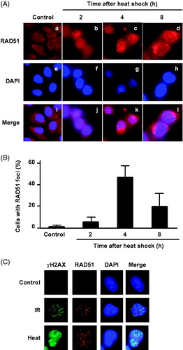 Figure 1. RAD51 foci formation after heat shock. (A) Typical photographs of RAD51 in V79 cells at indicated time points after heat shock (44 °C for 60 min). a–d, RAD51; e–h, DAPI; i–l, merge. (B) RAD51 foci formation at indicated times after heat shock. Columns show the mean of three independent experiments. Bars indicate the SD. (C) Immunofluorescence staining for γH2AX and RAD51 foci formation in nuclei by DAPI of V79 cells at 4 h after heat shock (44 °C for 60 min) and irradiation (X-rays, 10 Gy).