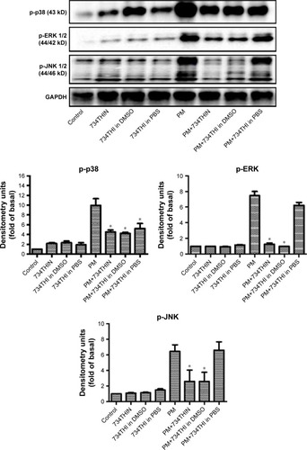 Figure 6 Expression of MAPK signaling proteins (p-p38, p-ERK 1/2, p-JNK 1/2) following various 734THI treatments at 10 μM in PM-exposed HaCaT keratinocytes.Notes: *Significantly different from PM-induced only group (P<0.05). The experiments were performed in triplicate.Abbreviations: 734THI, 7,3′,4′-trihydroxyisoflavone; 734THIN, 734THI nanoparticle powder; DMSO, dimethyl sulfoxide; PBS, phosphate buffered saline; PM, particulate matter.