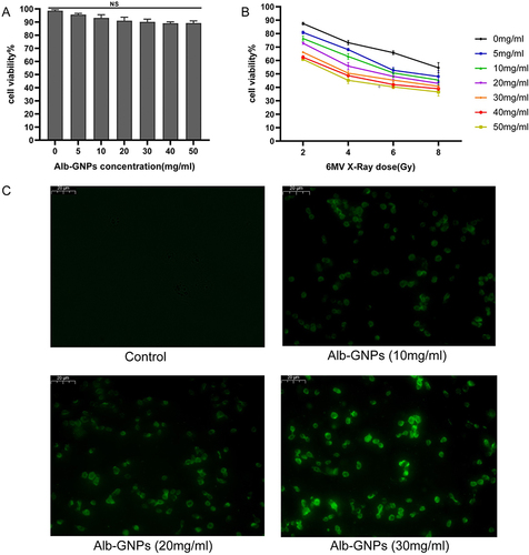 Figure 2 Cytotoxicity assessment and fluorescent images of cell uptake experiments in vitro. (A) Cell viability under different concentration of Alb-GNPs for 24 h. (B) Cell viability under different concentrations of Alb-GNPs combined with different dose of 6MV X-ray. (C) Fluorescent images of A549 cells treated with different concentrations of Alb-GNPs for 24 h, bar=20 μm.