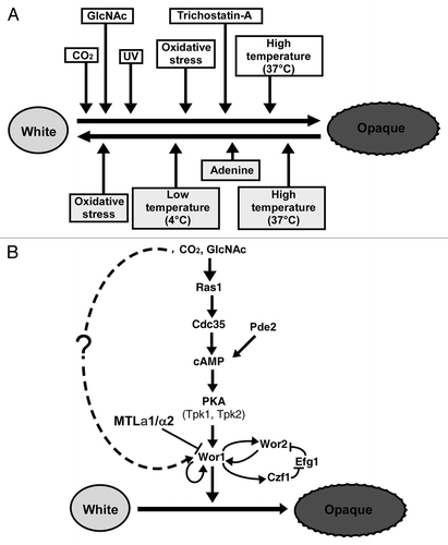 Figure 2. Regulation of white-opaque transition in C. albicans. (A) Environmental factors regulate white-to-opaque and opaque-to-white transitions. (B) The cAMP/PKA pathway and Wor1 involved gene circuitry. The cAMP/PKA pathway regulates both CO2 and GlcNAc induced opaque cell formation. There is also an unidentified pathway mediated CO2 and GlcNAc sensing. The two pathways converge on the master regulator Wor1. The transcription factors Wor1, Wor2, Efg1 and Czf1 form a positive feedback loop controlling white-opaque switching. The inhibition of expression of WOR1 by the MTLa1/α2 heterozygous complex is also shown. The dashed line with an arrowhead represents the unidentified pathway involved in CO2 and GlcNAc sensing.