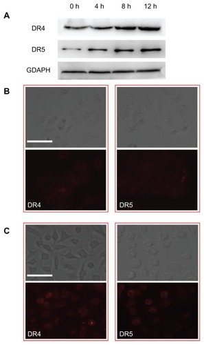 Figure 5 (A) Effects of actinomycin D liposomes on DR4 and DR5 expression. A-549 cells were treated with actinomycin D liposomes (0.125 μg/mL) for 4, 8, or 12 hours, respectively. Cell lysates were examined by Western blot. (B) Fluorescence micrographs of DR4 and DR5 expression on untreated A-549 cells. (C) Fluorescence micrographs of increased DR4 and DR5 expression on A-549 cells induced by actinomycin D liposomes.Note: Bar = 125 μm.