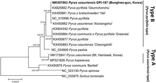 Figure 1. Neighbour-joining tree with bootstrap test (10,000 replicates) of fourteen Pyrus and one Sorbus chloroplast genomes: four Pyrus ussuriensis (MK507863 sequenced in this study, MK172841, KX450883, and KX450882), four Pyrus pyrifolia (NC 015996, KX825882, KX904342, and KX450877), Pryus x bretschneideri (KX450881), Pyrus pashia (NC_034909), Pyrus communis x Pyrus pyrifolia (KX450884), Pyrus hopensis (MF521826), Pyrus communis (KX450879), Pyrus spinosa (NC 023130), and Sorbus torminalis (NC 033975). The numbers above branches indicate bootstrap support values of neighbour-joining and maximum likelihood phylogenetic trees, respectively.