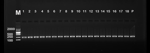 Figure 1 PCR Results of 16 sRNA gene from M. hyo.