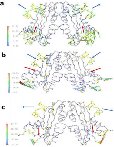 Figure 5. Porcupine plot to visualize the first principle eigenvector of the wild-type (a), R178C (b), and P32T (c). The arrows attached to the Cα atoms show the direction of motion and the length of arrows shows the magnitude of the eigenvector. The regions of dominant motions in the wild-type are highlighted in yellow color. The blue arrows indicate the direction of motion of the top lobe subunits and the red arrows show the direction of motion of the α-helix 2 of the lower lobe.