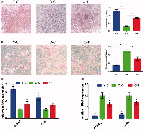 Figure 2. Osteogenic and adipogenic differentiation potential of BMSCs from young and aged rats and the effect of secretome on aged BMSC differentiation were investigated in vitro. (A, C) Osteogenic differentiation of BMSCs was examined using Alizarin Red S Staining and osteogenic specific markers including RUNX2 and OCN. (B) Adipogenic differentiation of BMSCs was investigated in vitro by taking Oil Red O staining. (D) Adipogenic markers including PPAR-γ2 and leptin were also tested. The bar graph represents quantitative data of staining intensities observed. Scale bar = 100 μm. Representative results of three experiments are shown. *p < .05 vs O-C group.