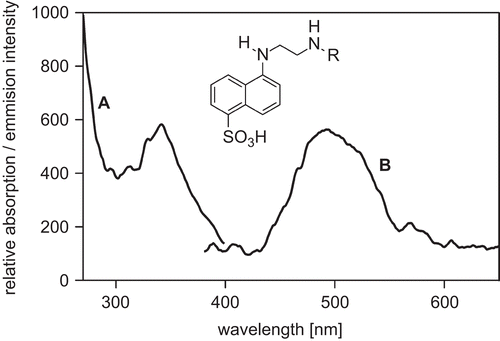 Figure 1.  Fluorescence excitation/emission spectrum of the EDANS-coupled peptide. Spectroscopic parameters of the EDANS-coupled peptide (molecular structure depicted; R = RRRDDDSDDD) were derived from its fluorescence spectrum. The excitation spectrum (A) was recorded using an emission wavelength of 487 nm and had a maximum at 341 nm. The emission spectrum (B) was recorded using an excitation wavelength of 342 nm and showed a broad peak with a maximum at 494 nm.