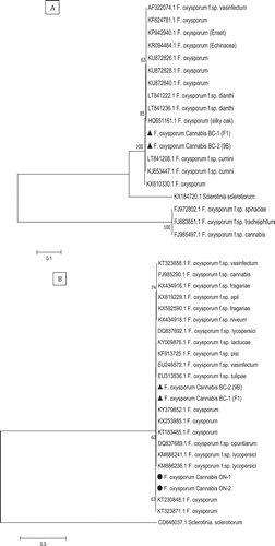 Fig. 4 Phylogenetic analysis of Fusarium oxysporum isolates originating from cannabis plants using (a) ITS1-5.8S-ITS2 sequences and (b) EF-1 sequences compared with isolates from a range of other hosts (GenBank numbers are shown). A bootstrap consensus tree was inferred from 1000 replicates to represent the distance using the neighbour-joining (NJ) method. Branches corresponding to partitions reproduced in less than 50% bootstrap replicates were collapsed. The scale bar indicates the expected number of nucleotide substitutions.