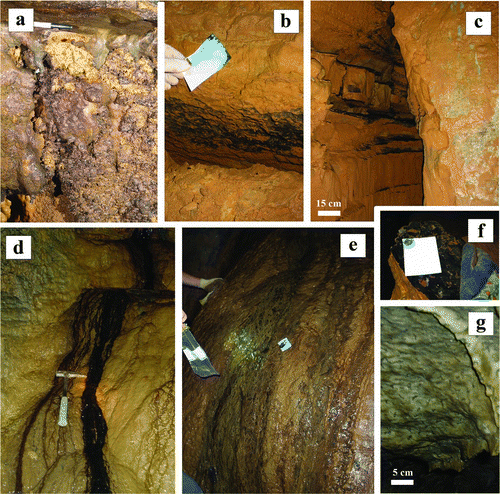 Fig. 2 Examples of ferromanganese deposit types found in the upper Tennessee River Valley karst network: a) coatings on cave coral at Dino Cove (CSPC); b) coatings on massive nontronite clay deposits (DBC); c) coatings on 5 cm thick calcite layers within cave walls (DBC); d) biofilm associated with a groundwater seep at Mn Falls (CSPC); e) coating associated with a groundwater seep at Mud Trap Falls (CSPC); f) coatings on calcite layers within cave walls show LBB+ signature (DBC); and g) biovermiculations (R). Cave systems are abbreviated as follows: Carter Saltpeter Cave (CSPC), Daniel Boone Caverns (DBC), and Rockhouse Cave (R) (color figure available online).