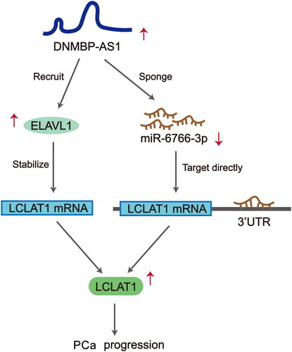 Figure 6. Scientific concept map describes the functional mechanism of DNMBP-AS1 in PCa cells.