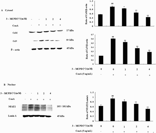 Figure 5. Effect of 3-MCPD (+) on the NFAT pathway. Protein was extracted from mouse T cells according to the manufacturer's instructions. (A) CaM, CaN; (B) nucleic NFAT2 protein expression was measured by Western blotting. The lower panels show the means ± SD. These results were obtained from three independent experiments. A representative Western blot is shown in the upper panel. Significant differences from the control group are designated by ##P < .01 versus control group; *P < .05 or **P < .01 versus ConA group.