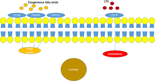 Figure 2 Lipid uptake. Cells uptake exogenous fatty acids through CD36, FABPs, and FATPs, and cholesterol transported by LDL is taken up through LDLR.