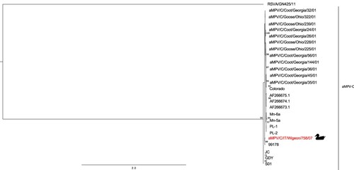 Figure 2. Phylogenetic tree based on partial M gene nucleotide sequences (from nucleotide 2514 to 2913 in the genome) of aMPV/C/IT/Wigeon/758/07 strain detected in the study (marked by duck symbol) and aMPV-C strains obtained from NCBI GenBank database. Only bootstrap values ≥ 70 are shown. The partial M sequence of the human respiratory syncytial virus strain RSVA/GN/435/11 (accession number JX627336.1) was included and used as an outgroup. Sequence data are reported in Table S2 (Supplemental Material).